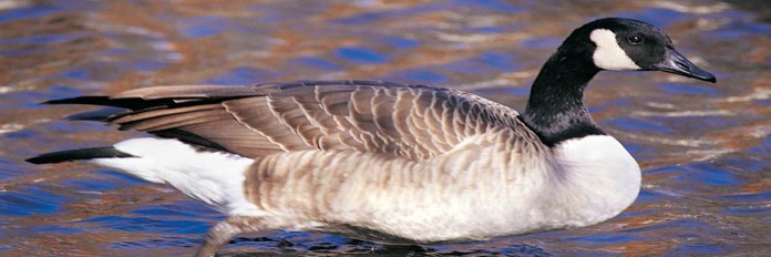Canada goose Canada goose