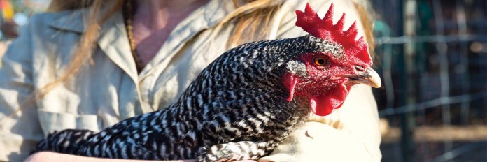 Chicken Chicken