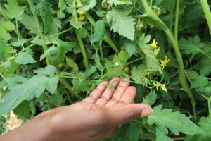 closeup tomatoes
