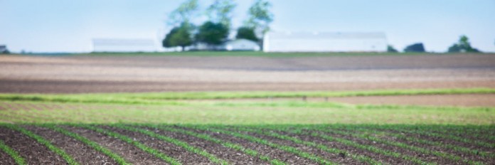 Crop field