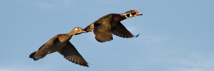 ducks ducks
