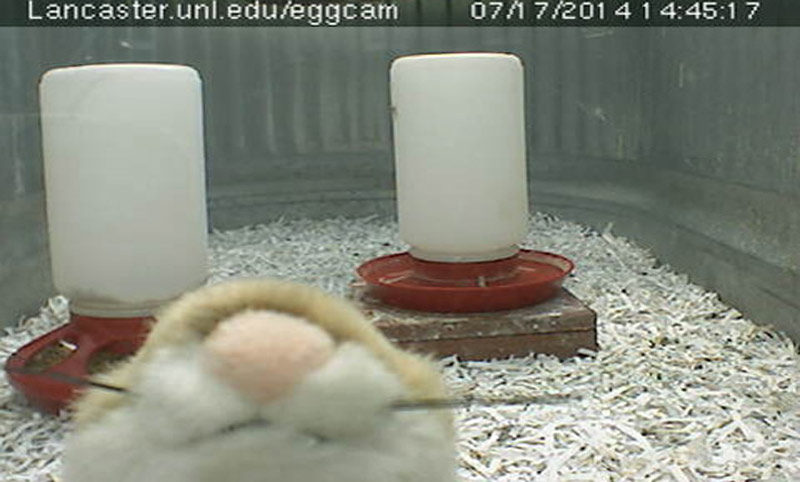 Egg cam