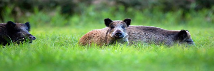 Feral pigs Feral pigs