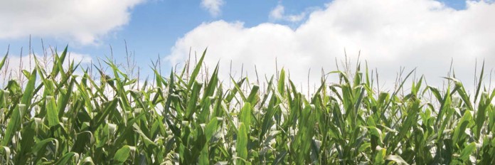 Crop field Crop field
