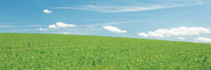 Field Field in summer