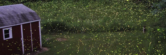 Fireflies Fireflies lighting up yard
