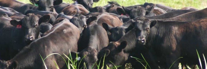 herd-in-swampgrass