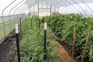 high tunnel