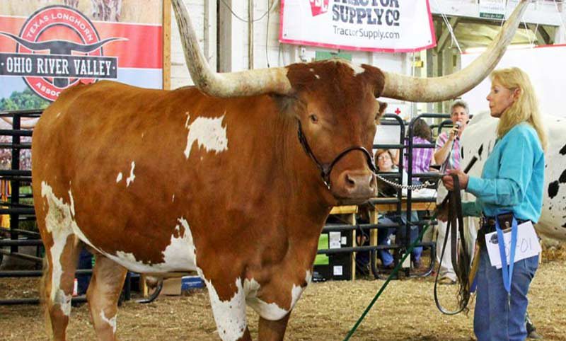 Longhorn Clever