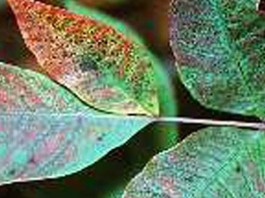 Poison sumac leaves