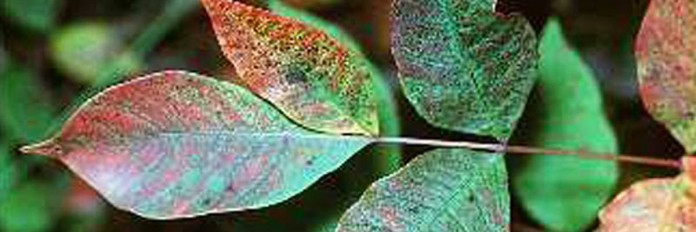 Poison sumac Poison sumac leaves