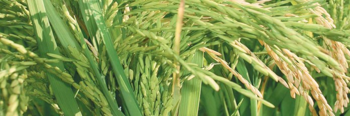 Rice plant Rice plant