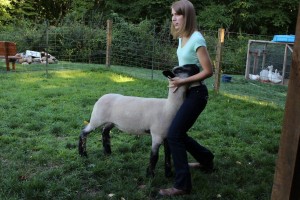 Jennifer Montazzoli spends up to six hours per day feeding, exercising and training her lambs for the Geauga County Junior Fair.