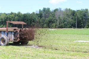 Manure 2