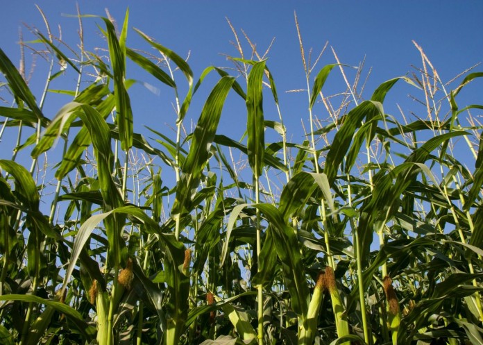 Corn growing in the field.  California Corn growing in the field. California