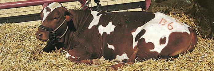 Cow Cow