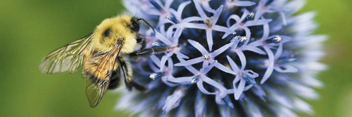 bees
