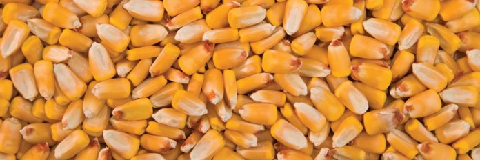 corn corn