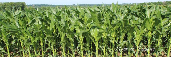 Corn field Corn field