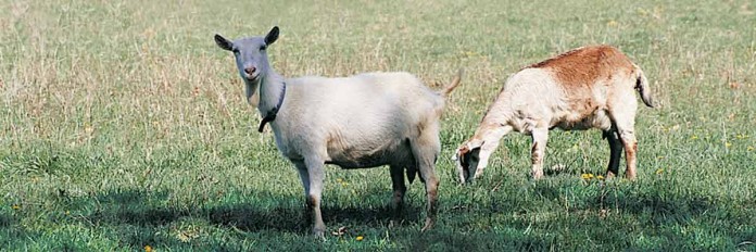 Goats Goats grazing in field