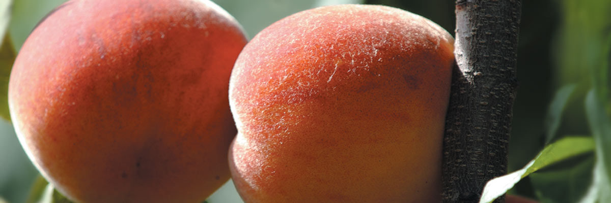 peach tree