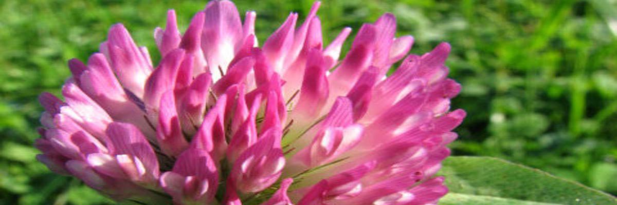 Red clover