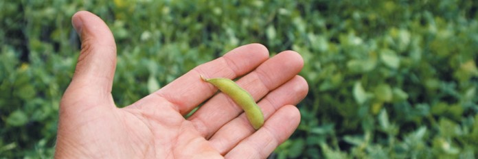 soybean soybean