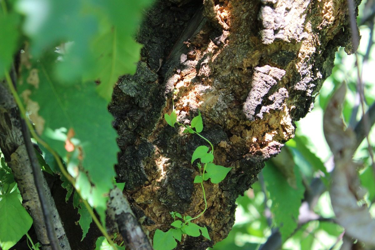chestnut tree with blight