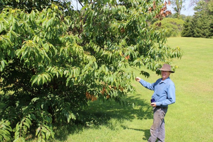 Chestnuts3
