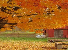 Black Walnut tree