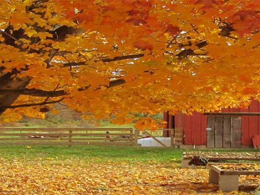 Black Walnut tree