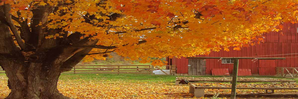 Black Walnut tree