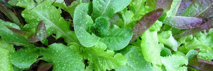 Mesclun-Baby-Greens