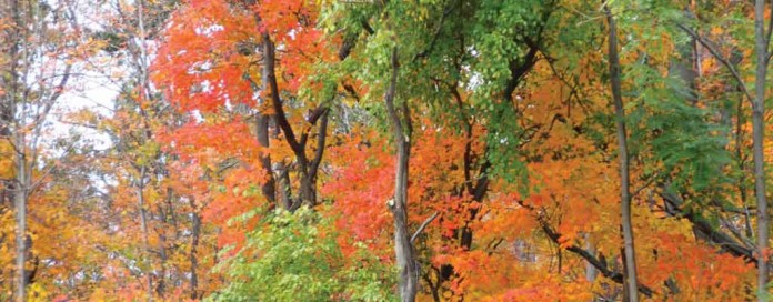 autumn leaves autumn leaves