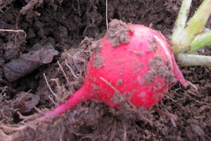 Cherry belle radish