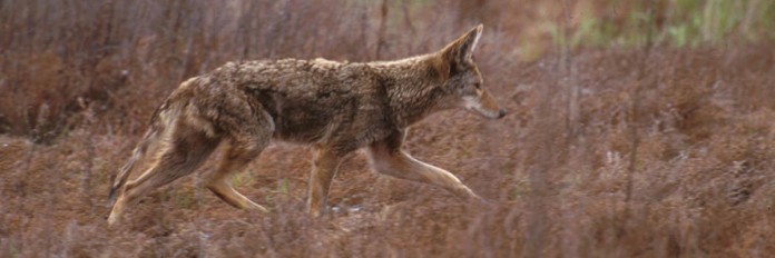 coyote coyote