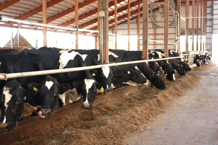 dairy freestall barn