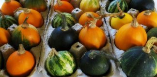 egg gourds