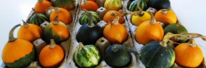egg gourds egg gourds