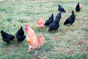 free range birds