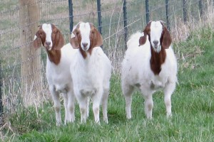 Goats Dickie Bird Farm