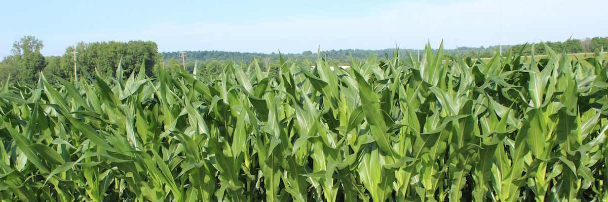 row of corn