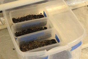 10.09cricketfarm1