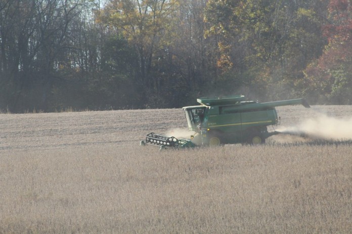 10.30 harvest beans wide