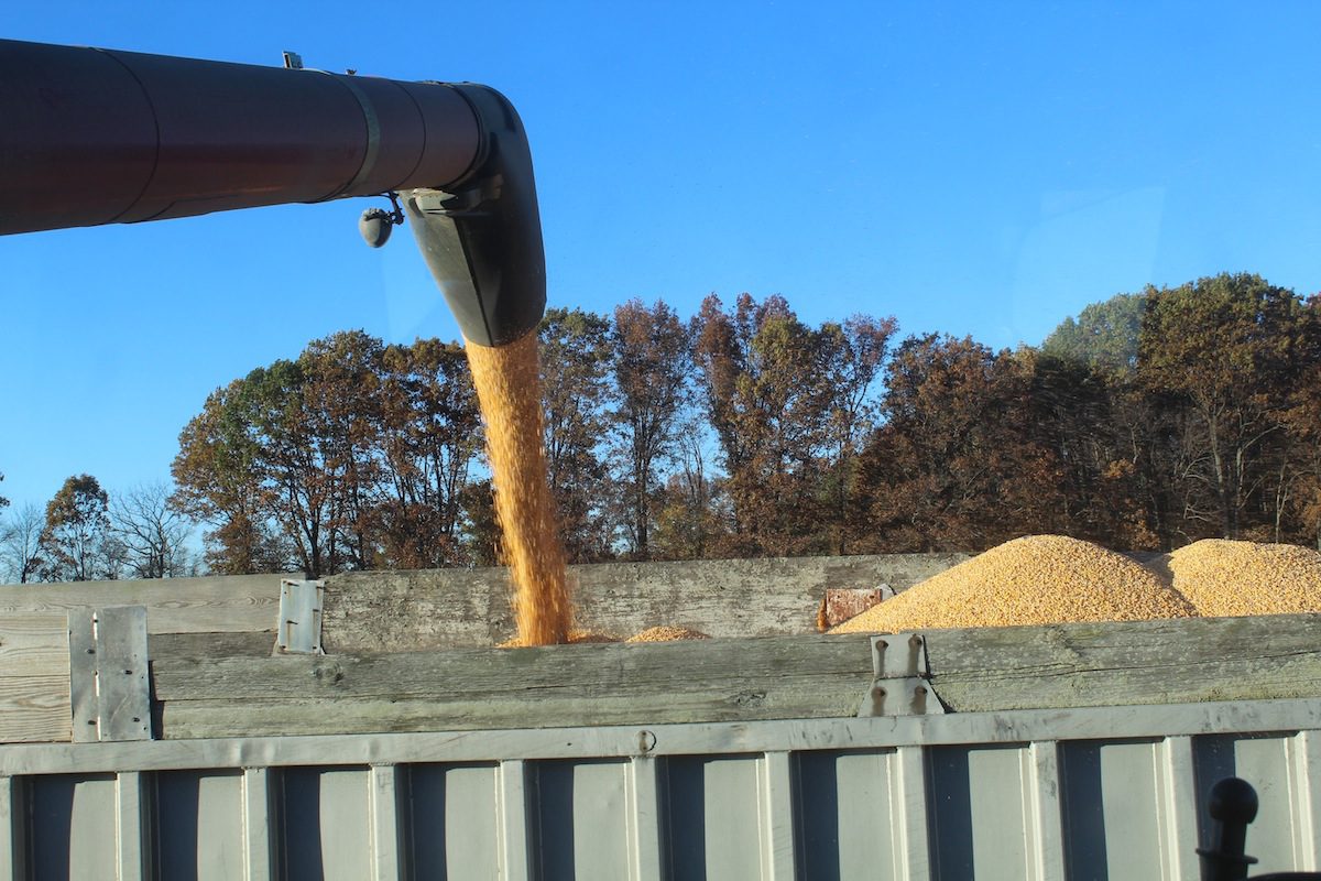 harvesting corn
