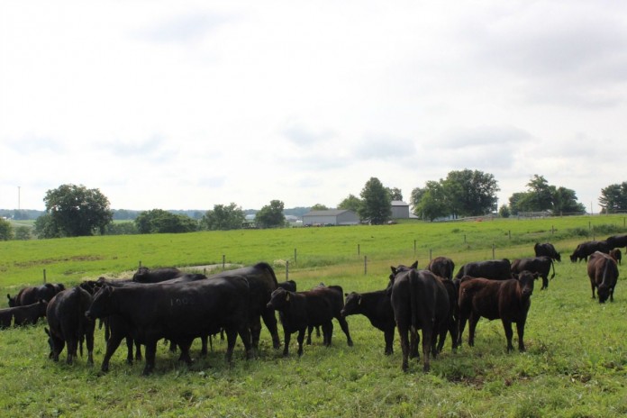 Beef cattle grazing Beef cattle grazing