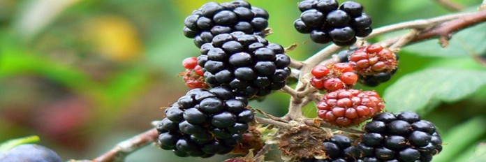 Blackberries Blackberries