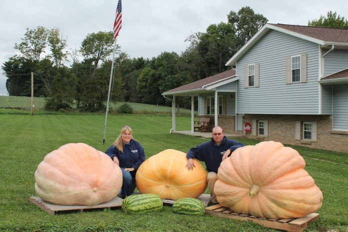 Mosher pumpkins