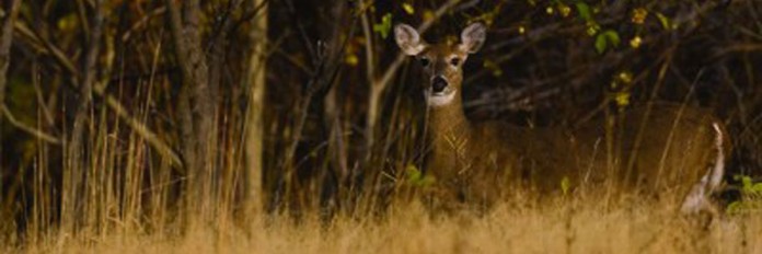 deer deer