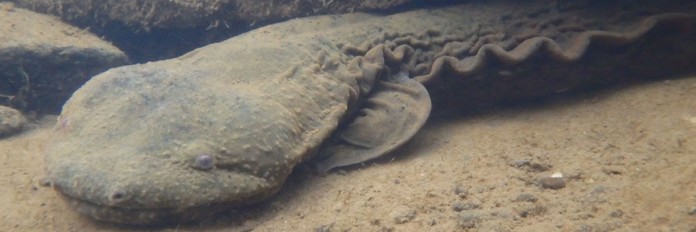 Eastern hellbender Eastern hellbender